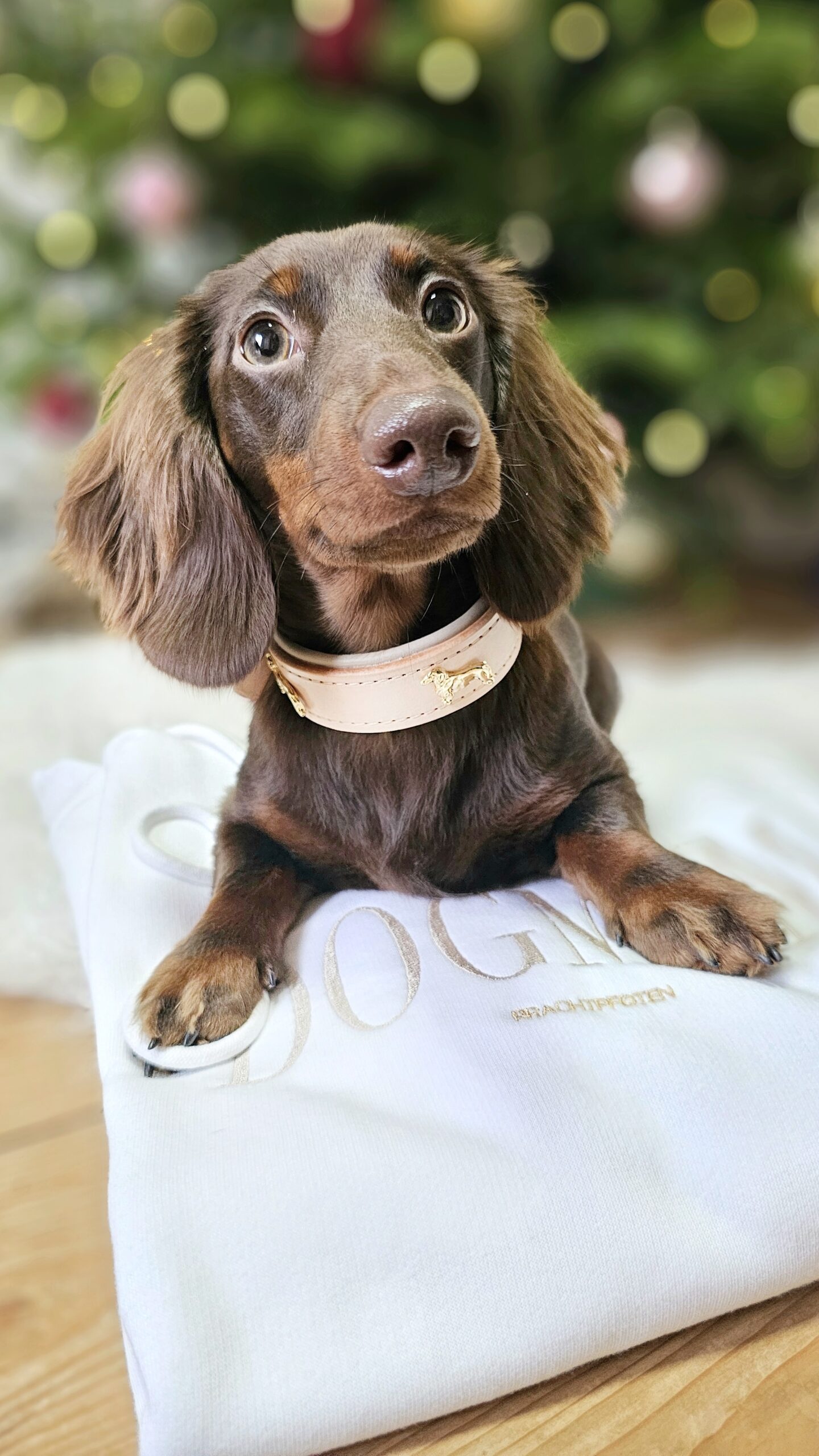Halsband DACHSHUND – Bild 15