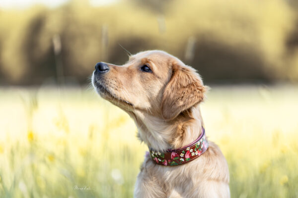 Halsband STRAWBERRY – Bild 5