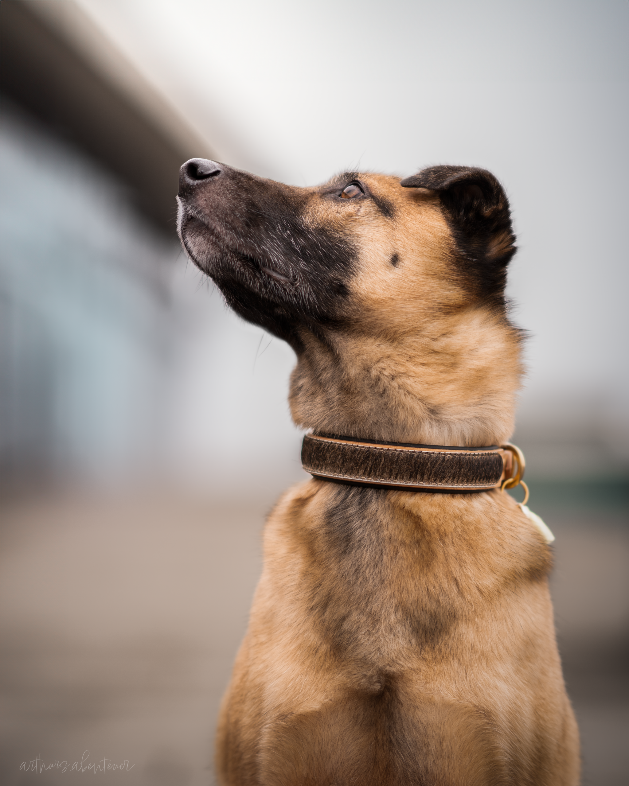 Halsband FURRY – Bild 15