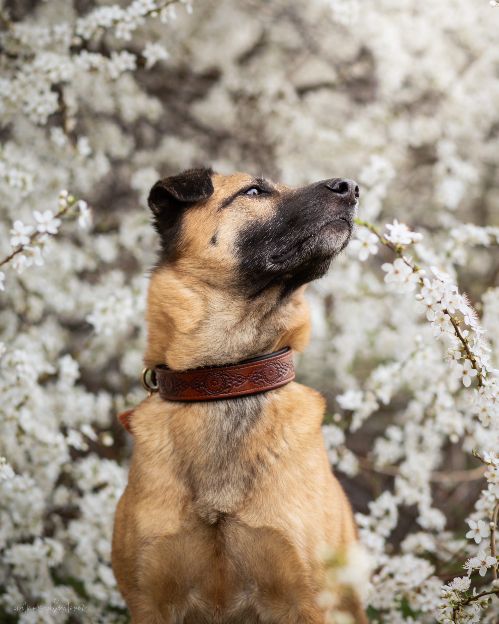 Halsband GRACE – Bild 20